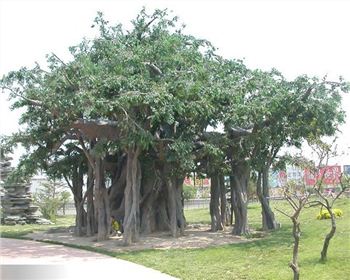 簡述成都仿真假樹之仿真榕樹中的上色工藝